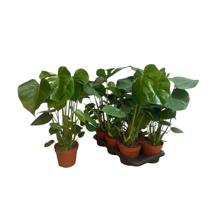 <h4>MONSTERA DELICIOSA</h4>