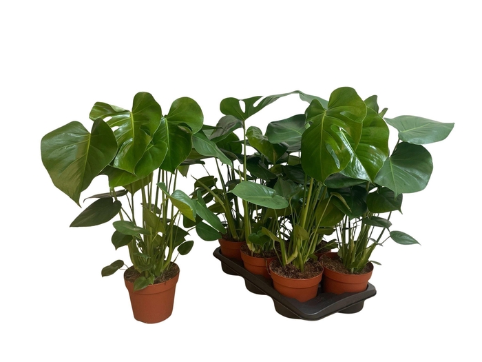 MONSTERA DELICIOSA