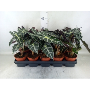 Alocasia amazonica 'Polly'