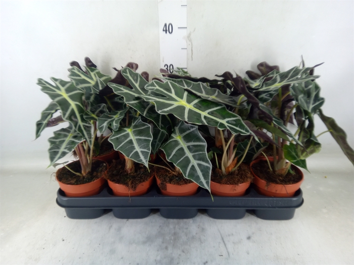 <h4>Alocasia amazonica 'Polly'</h4>