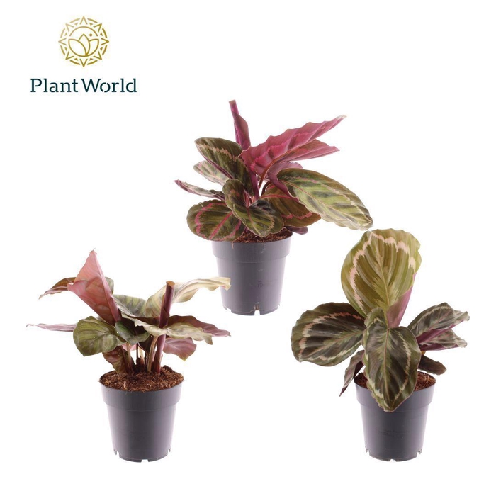 <h4>Calathea gemengd</h4>