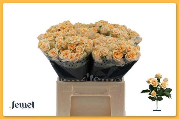 <h4>Rosa spray trinity</h4>