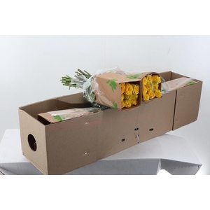 R Gr High & Exotic 50cm Box Fu