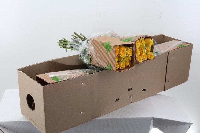 <h4>R Gr High & Exotic 50cm Box Fu</h4>