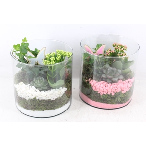 arr2 PL - Glas cilinder breed - roze/wit