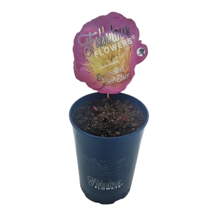 Paeonia lact. Fabulous Flowers® Enchanting Pink Elsa® C7 (21cm.)