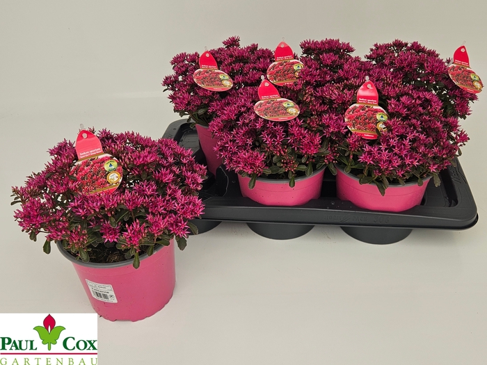 <h4>SEDUM SPU SPOT D ROS</h4>