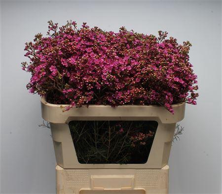 <h4>Chamelauc Vega</h4>