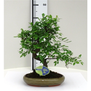 Zelkova parvifolia, 24cm., shape, without driptray