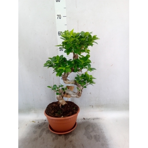 Ficus microcarpa 'Ginseng'