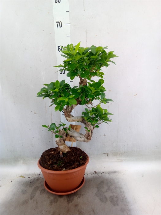 <h4>Ficus microcarpa 'Ginseng'</h4>