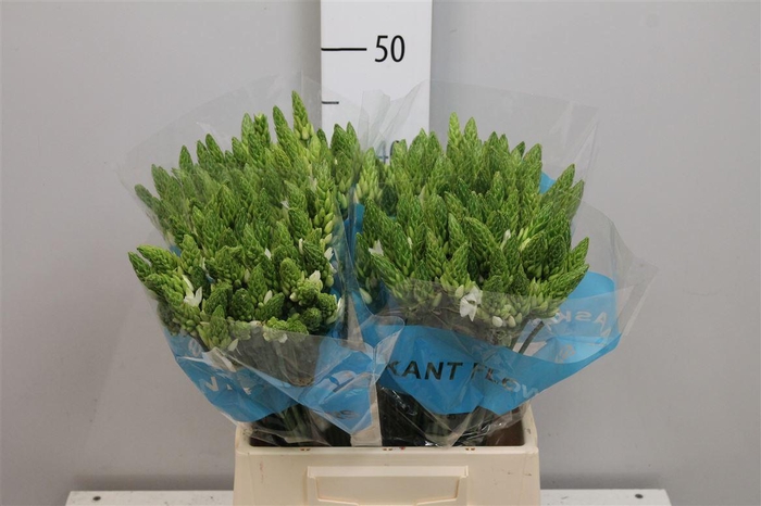 <h4>Ornit Thy Mount Fuji</h4>