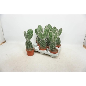 Opuntia azurea (Schijfcactus) (Cites) 10,5Ø 30cm