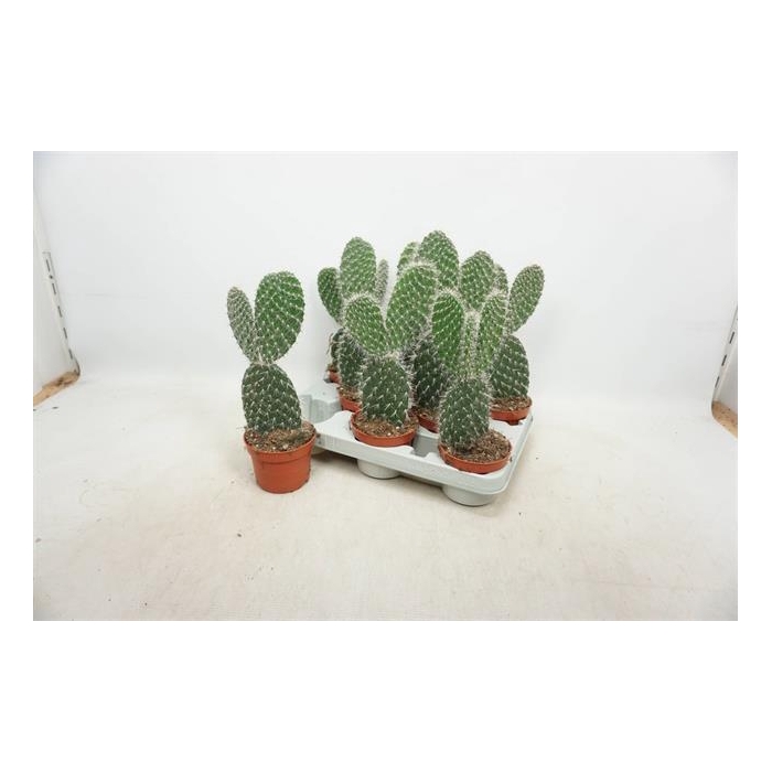 <h4>Opuntia azurea (Schijfcactus) (Cites) 10,5Ø 30cm</h4>