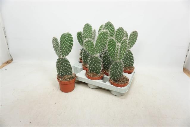 Opuntia azurea (Schijfcactus) (Cites) 10,5Ø 30cm