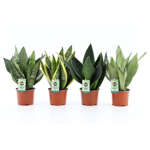 Sansevieria Mix 4 soorten