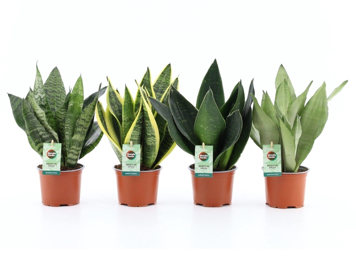 <h4>Sansevieria Mix 4 soorten</h4>