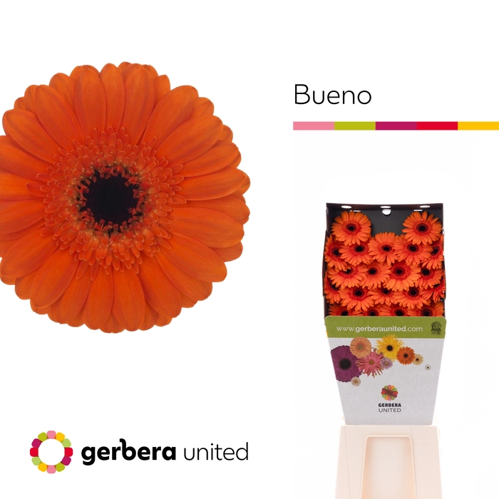 <h4>Germini Bueno Diamond</h4>