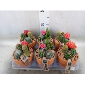Arr.  Cactus L%