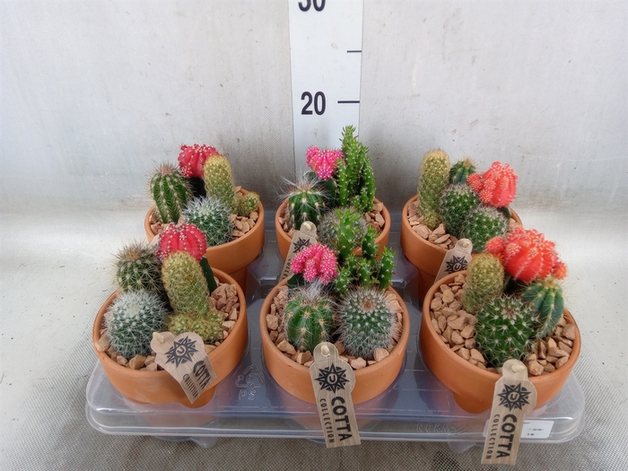 <h4>Arr.  Cactus L%</h4>