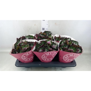 Begonia BD 'Purple Blush'