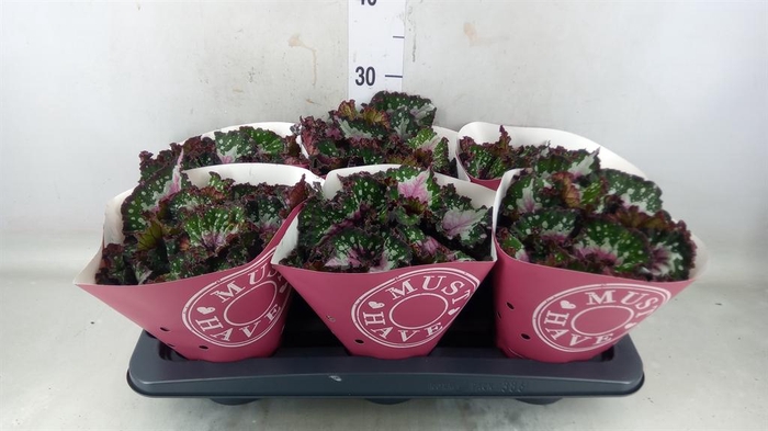 <h4>Begonia BD 'Purple Blush'</h4>