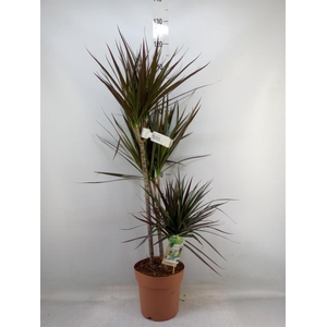 Dracaena marg. 'Magenta'
