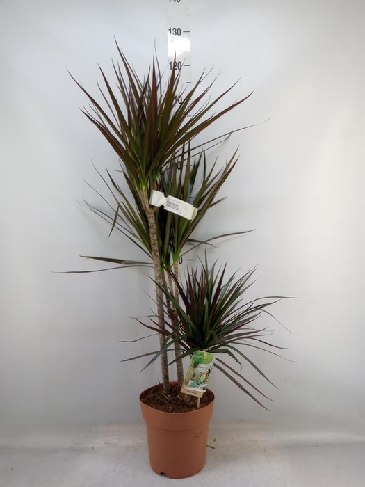 <h4>Dracaena marg. 'Magenta'</h4>