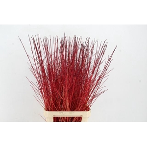 CORNUS SA WINTER BEAUTY PER STEM 120CM