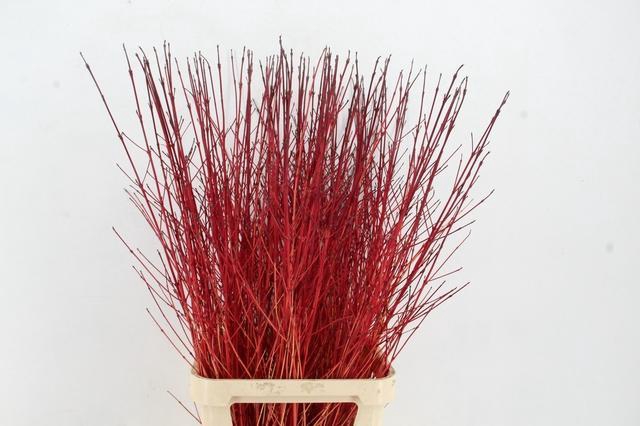 <h4>CORNUS SA WINTER BEAUTY PER STEM 120CM</h4>