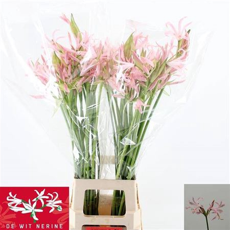 <h4>Nerine Bo Sofie</h4>