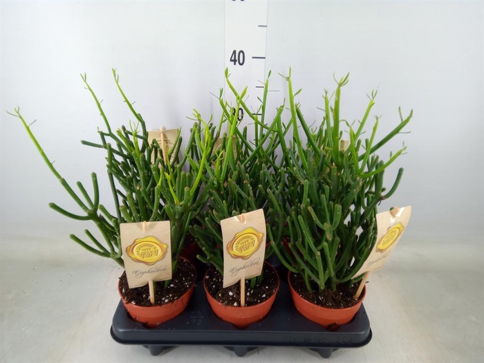 <h4>Euphorbia tirucalli</h4>