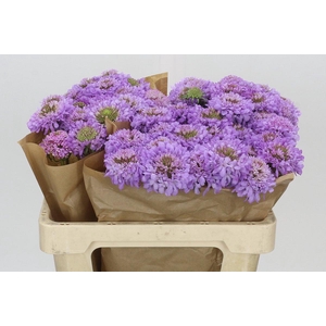 Scabiosa Scoop Focal Purple