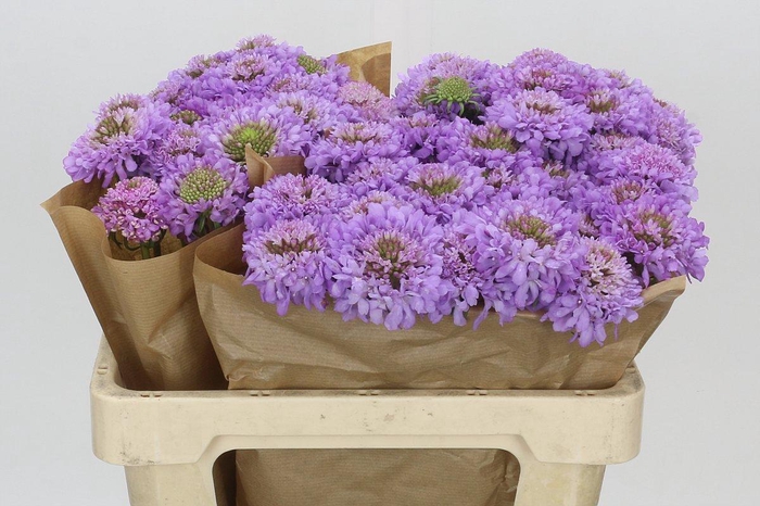 <h4>Scabiosa Scoop Focal Purple</h4>