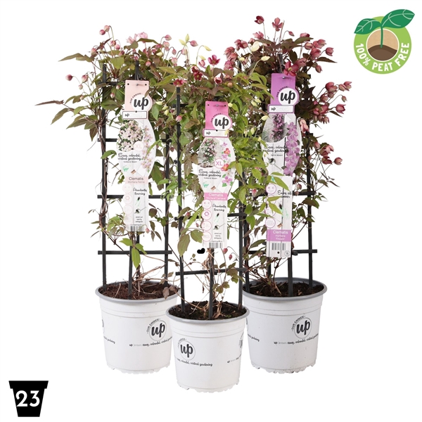 <h4>Clematis montana mix P23 op rek</h4>