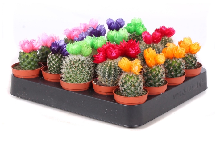 <h4>Cactus   ...decorated</h4>