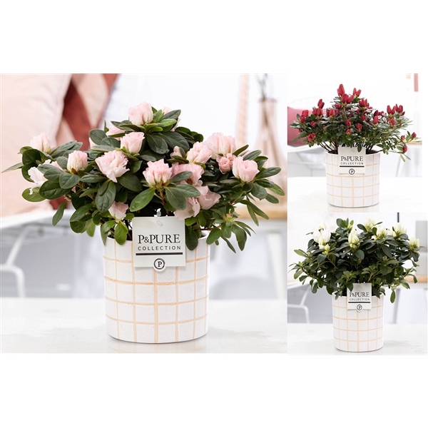 <h4>1st class Azalea mix in P&PURE Tirza ceramics</h4>