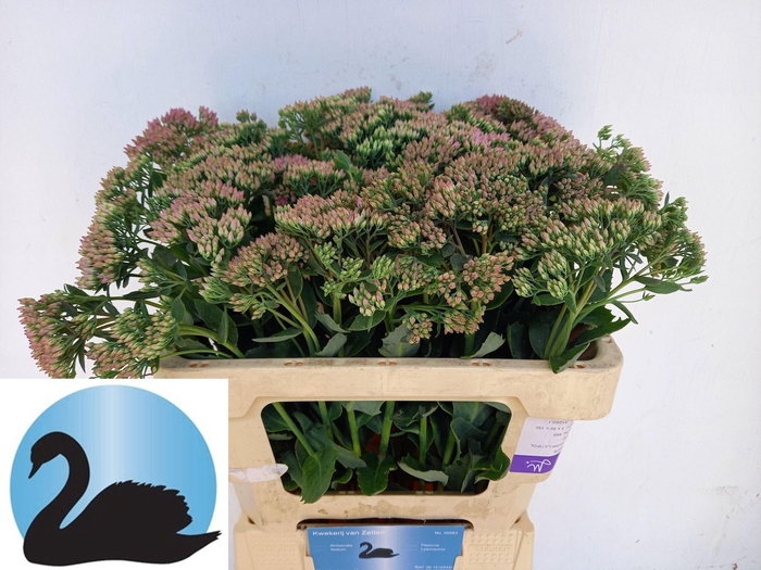 <h4>SEDUM TELEPHIUM MUNSTEAD DARK RED</h4>