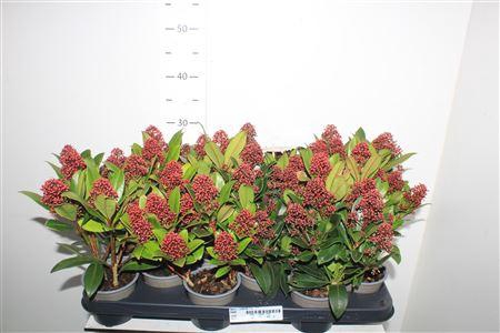 <h4>Skim J Rubella 7+</h4>