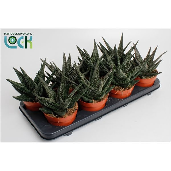 <h4>Haworthia Gasworthia 'Royal Highness'</h4>