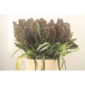 Sorghum Zebra Compac