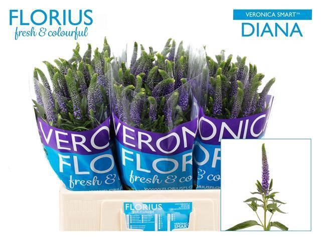 <h4>Veronica Smart Diana Florius</h4>