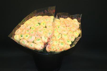 <h4>Cloni X Tuareg X100</h4>