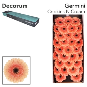 GE MI COOKIE N CREAM