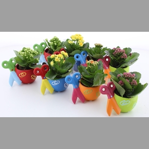 ARR KALANCHOE