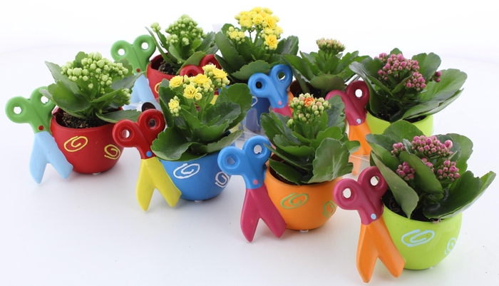 <h4>ARR KALANCHOE</h4>
