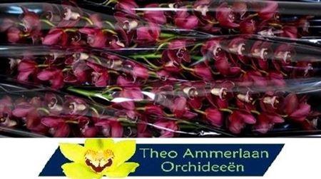 <h4>Cymb T Hades</h4>