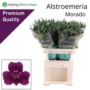 ALSTR MORADO