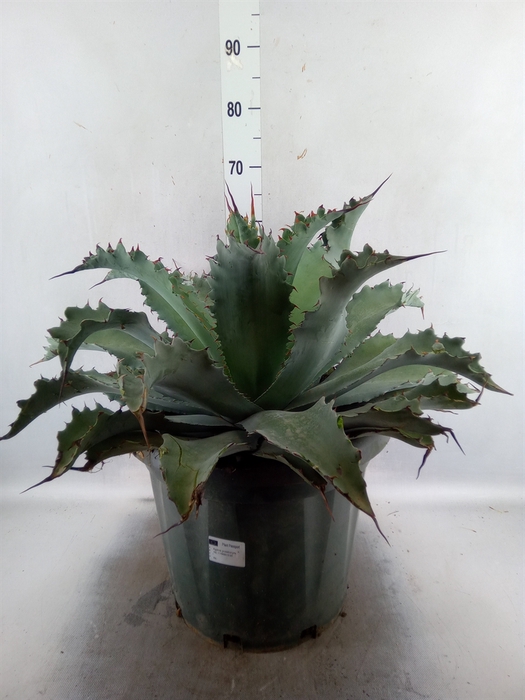 <h4>Agave   ...</h4>