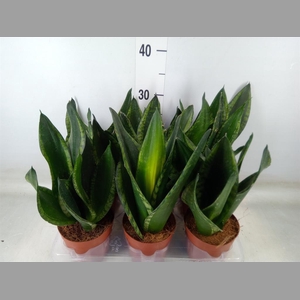 Sansevieria trifa.   ...